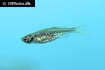 danio tinwini danio tinwini