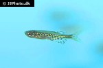 danio tinwini danio tinwini