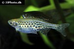 danio tinwini danio tinwini