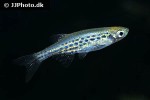danio tinwini danio tinwini