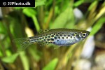 danio tinwini danio tinwini