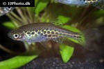 danio tinwini danio tinwini
