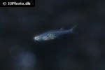 danionella cerebrum danionella cerebrum