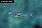 danionella cerebrum danionella cerebrum