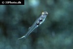 danionella cerebrum danionella cerebrum