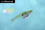 danionella cerebrum danionella cerebrum