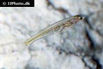 danionella priapus danionella priapus
