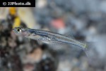 danionella priapus danionella priapus