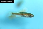 devario acuticephala devario acuticephala