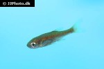 devario acuticephala devario acuticephala