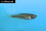devario acuticephala devario acuticephala