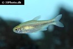 devario acuticephala devario acuticephala