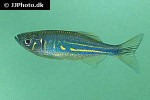 devario aequipinnatus devario aequipinnatus