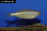 devario aequipinnatus devario aequipinnatus