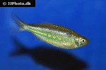 devario aequipinnatus devario aequipinnatus