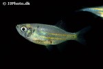 devario affinis devario affinis
