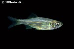 devario affinis devario affinis