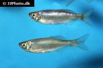 devario annandalei devario annandalei