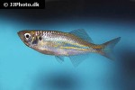 devario annandalei devario annandalei