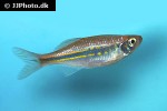 devario annandalei devario annandalei