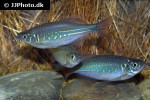 devario annandalei devario annandalei