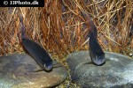 devario annandalei devario annandalei