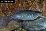 devario annandalei devario annandalei