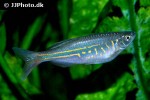 devario annandalei devario annandalei