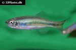 devario assamensis devario assamensis