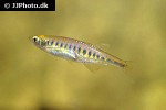 devario auropurpureus devario auropurpureus