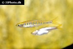 devario auropurpureus devario auropurpureus