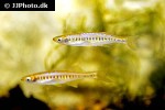 devario auropurpureus devario auropurpureus