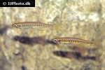 devario auropurpureus devario auropurpureus
