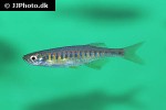 devario auropurpureus devario auropurpureus