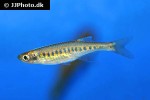 devario auropurpureus devario auropurpureus