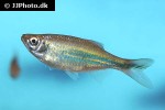 devario cf malabaricus devario cf malabaricus