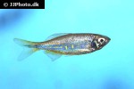 devario cf malabaricus devario cf malabaricus