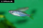 devario chrysotaeniatus devario chrysotaeniatus