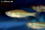 devario chrysotaeniatus devario chrysotaeniatus