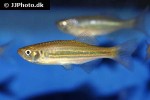 devario chrysotaeniatus devario chrysotaeniatus