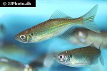 devario fraseri devario fraseri