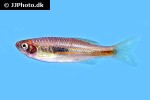 devario horai devario horai
