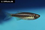 devario horai devario horai