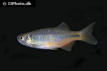 devario laoensis devario laoensis