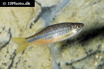 devario laoensis devario laoensis