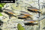 devario laoensis devario laoensis