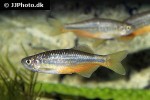 devario laoensis devario laoensis
