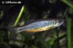 devario laoensis devario laoensis