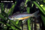 devario laoensis devario laoensis
