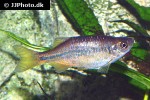 devario laoensis devario laoensis
